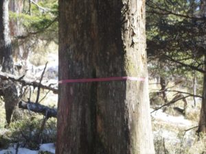 南アルプス深南部・水窪『白倉山から平森山』