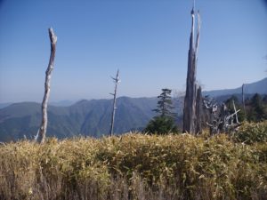 南アルプス深南部、黒沢山、激藪漕ぎの山