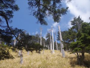 南アルプス深南部、黒沢山、激藪漕ぎの山