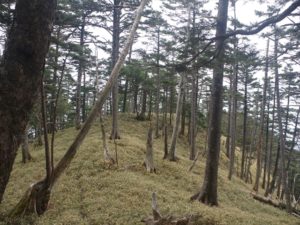 南アルプス深南部、黒沢山、激藪漕ぎの山