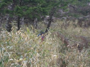 南アルプス深南部、黒沢山、激藪漕ぎの山