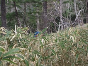 南アルプス深南部、黒沢山、激藪漕ぎの山
