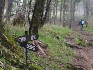 安倍奥の山伏岳に西日影沢ルートから登山
