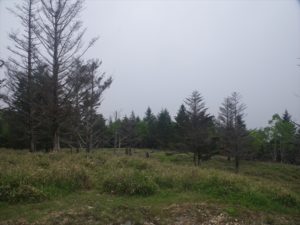 安倍奥の山伏岳に西日影沢ルートから登山