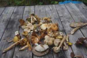 南アルプスの楽園『両俣小屋と星美知子』