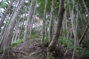 南アルプス深南部・前衛『ボンジ山～京丸山』